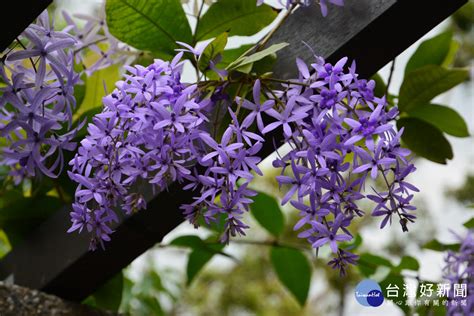 許願藤風水|錫葉藤、藍花藤，紫絨花、紙葉藤、許願藤 – 菁芳園綠。